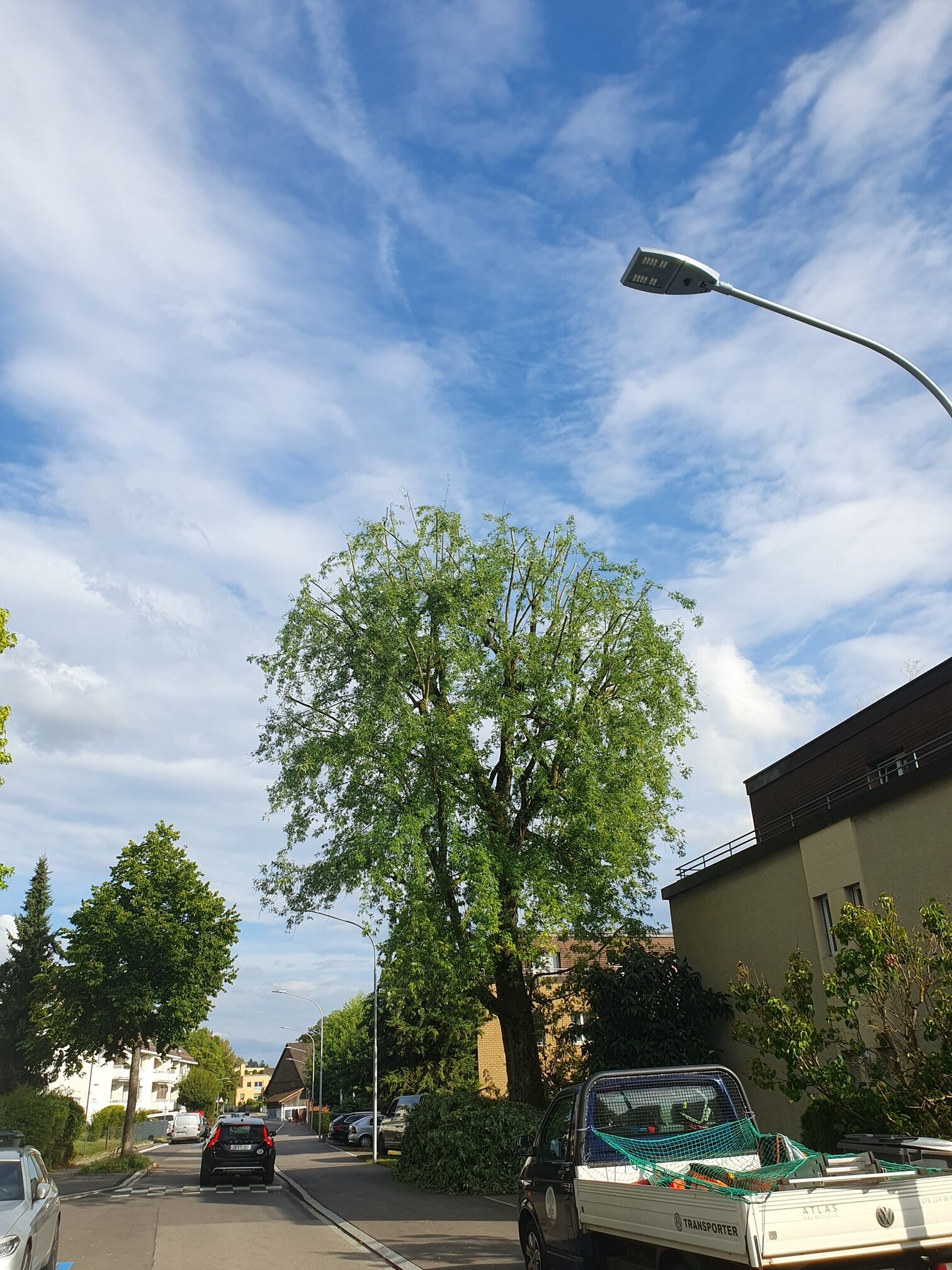 Fachgerechter Baumpflege von Silberahorn in Zürich, durchgeführt von Atlas Baumpflege - Ihr Baumpfleger in Witikon und Zürich.