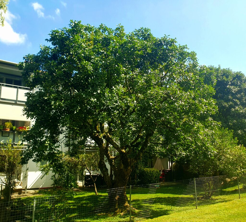 Fachgerechter Baumpflege von Blumenesche in Albisreden Zürich, durchgeführt von Atlas Baumpflege - Ihr Baumpfleger in Witikon und Zürich.