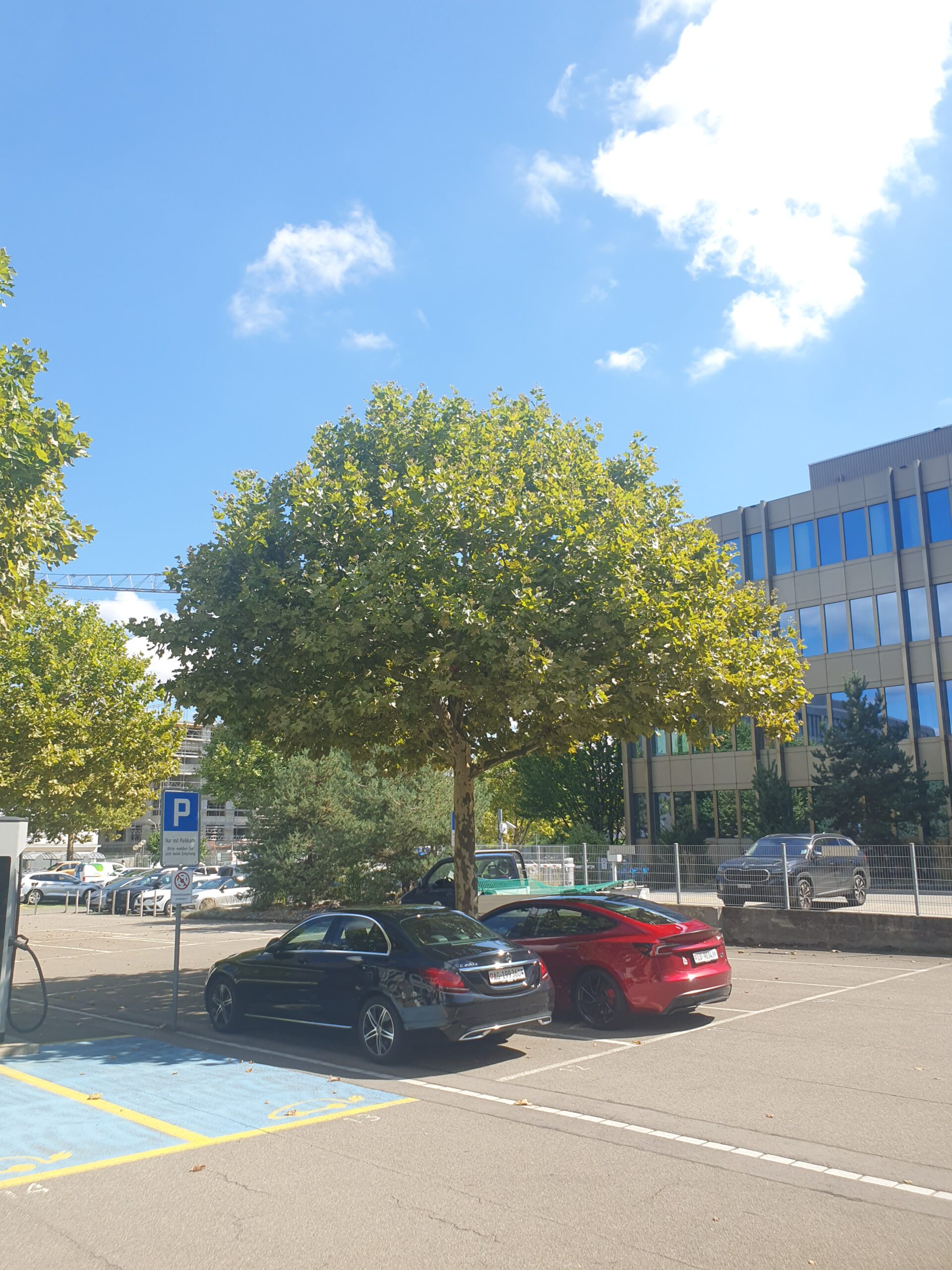Fachgerechter Baumpflege von Platane auf dem Siemens-Areal in Zürich Altstetten, durchgeführt von Atlas Baumpflege - Ihr Baumpfleger in Zürich.